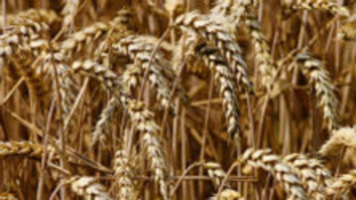 Citlivosť na pšeničnú bielkovinu 2