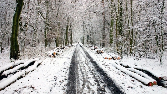 Lesníci a sneh