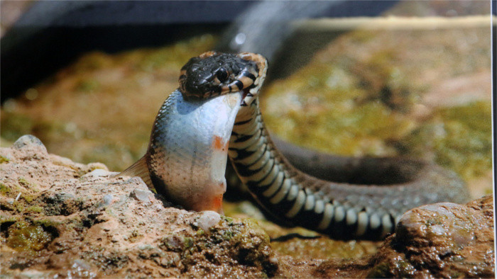 Любители герпетофауны: не надо бояться змей и рептилий