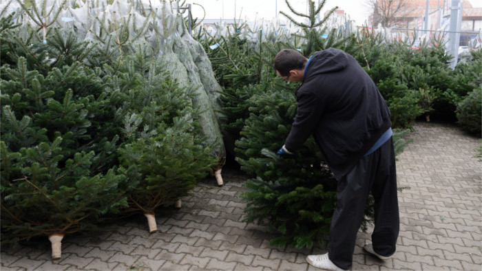 «Рождественские елочки могут стать в Нитре частью городского озеленения»