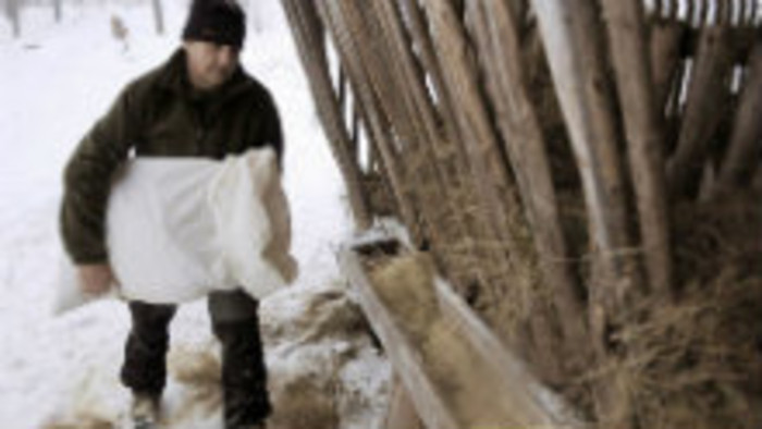 Poľovníci zabezpečujú v zime krmivo pre zver
