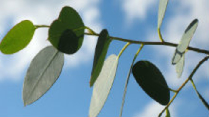 Veľkonočná známka s vôňou eukalyptu