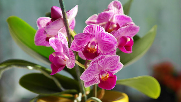 Orchidea potrebuje špeciálny substrát a strih
