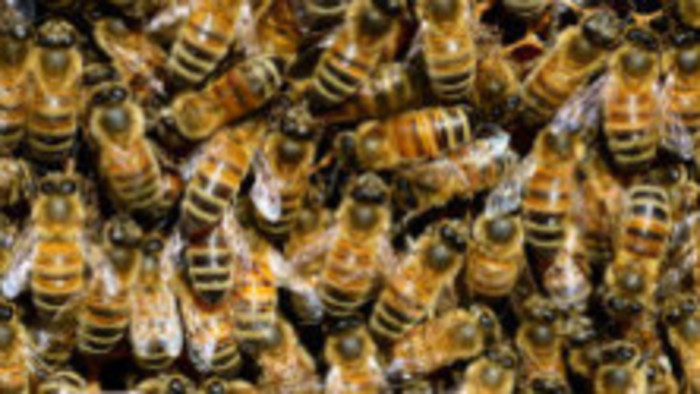 Včelári chcú spraviť celoslovenský monitoring včelstiev a úhynov