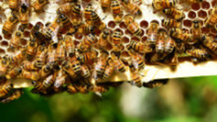 Príbeh na týždeň: Zo života včiel