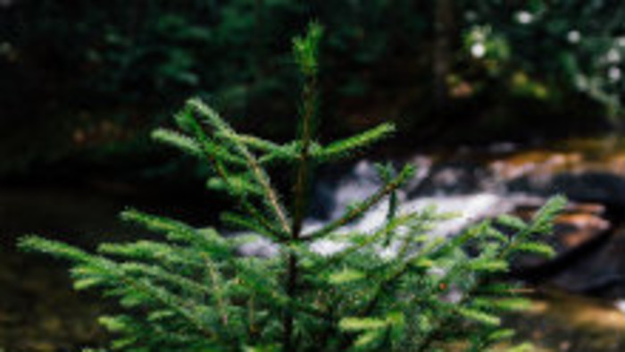 Vianočné a iné stromy – 1. časť