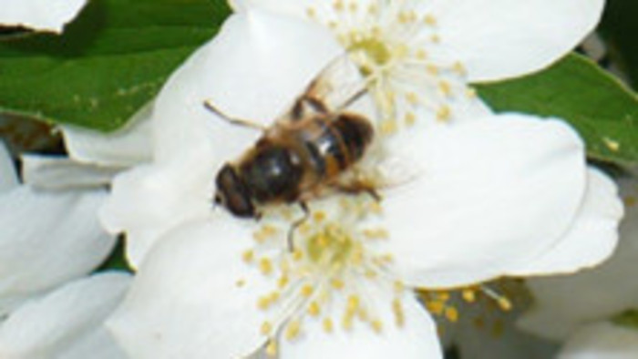 Včela medonosná má byť chránená