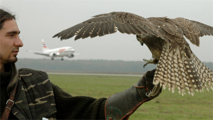 Las aves de rapiňa en el aeropuerto de M. R. Štefánik