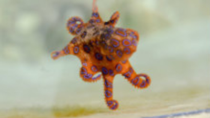 Inteligentné chobotnice