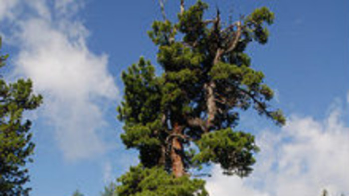 Za najstarším stromom Slovenska do Vysokých Tatier