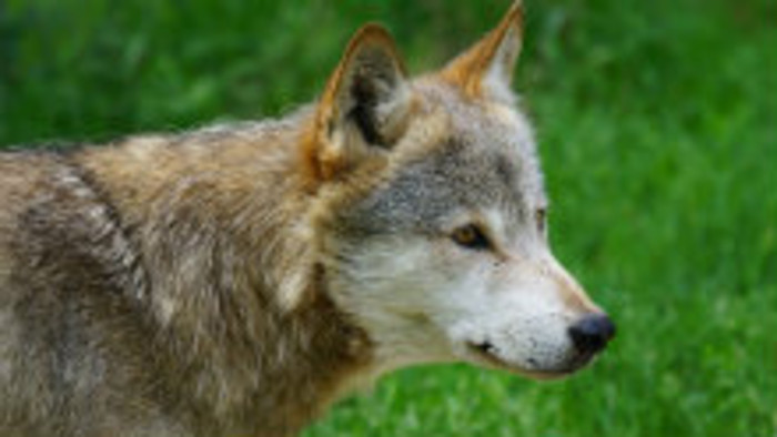 Chovatelia kritizujú nízky počet odstrelených vlkov