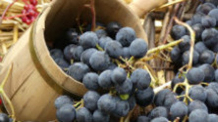 Vinári už začali spracovávať slamové víno