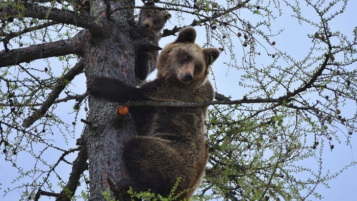 Koľko medveďov je na Slovensku?