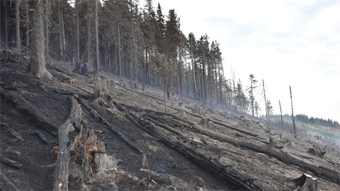 La madera de los bosques destruidos ayudará a los más necesitados