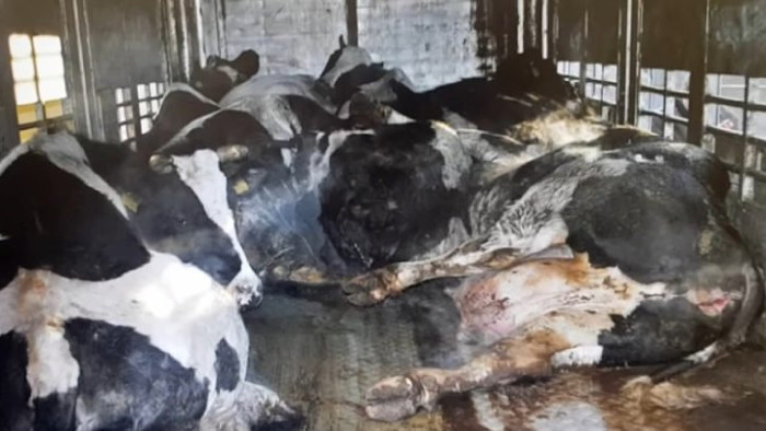 Seguimos el escándalo de la carne de vaca importada desde Polonia