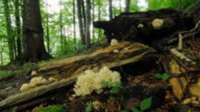 Po 12 rokoch majú Karpatské bukové pralesy presné hranice