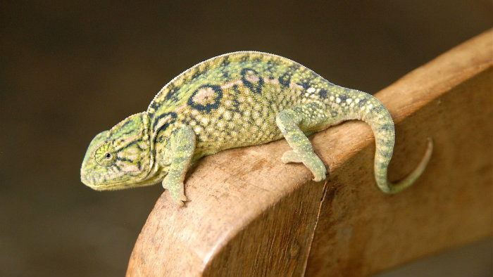 Prečo chameleón mení farbu?