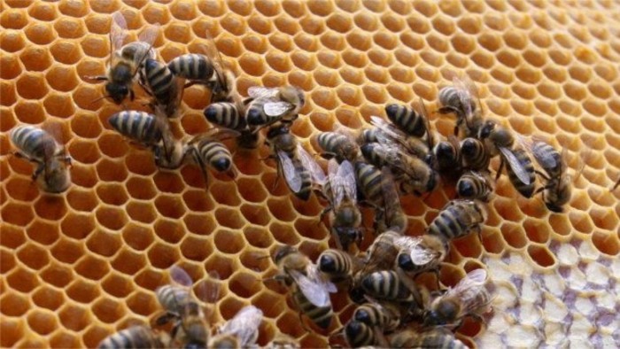 Výstava Včelárstvo na Spiši