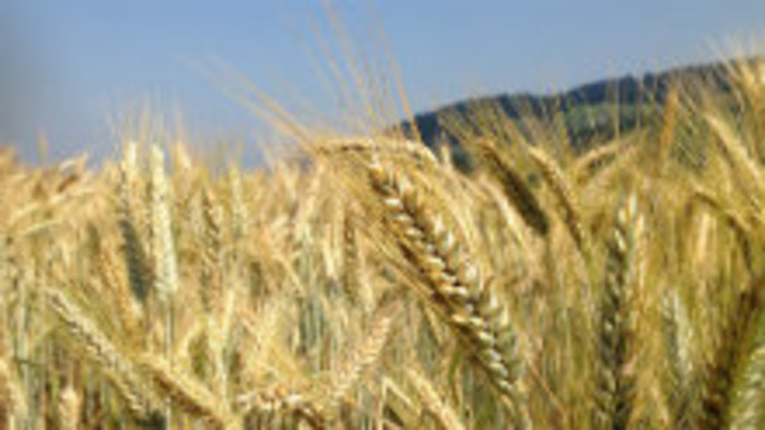 Vyšľachtili prvú slovenskú odrodu pšenice špaldovej