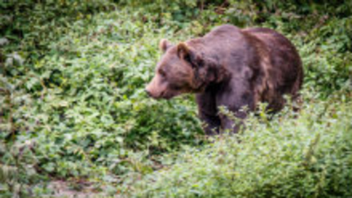 Chránený medveď je terčom pytliakov