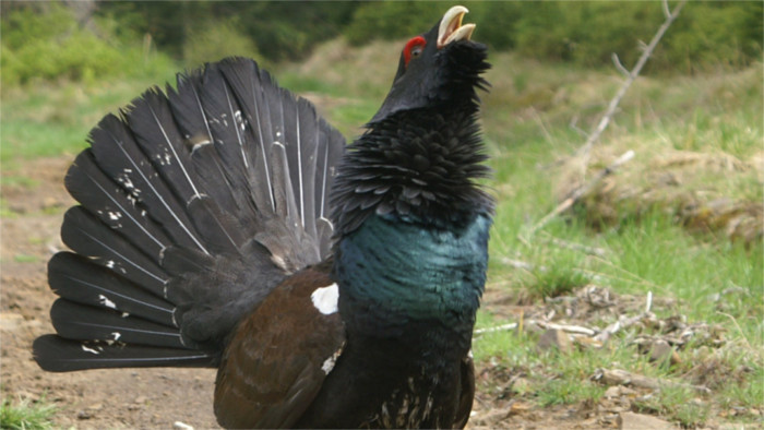 Slovakia loses a dispute at the EU Court of Justice over the protection of the western capercaillie