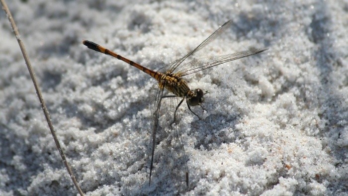 Hmyz v zime