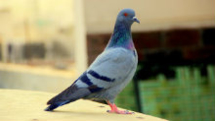 Sú mestské holuby nebezpečné?