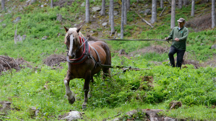 In Schutzgebieten sollen Pferde statt schwerer Technik eingesetzt werden 