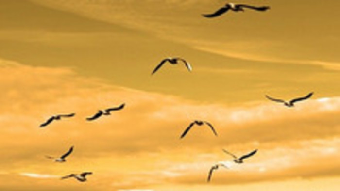Jarná migrácia vtákov