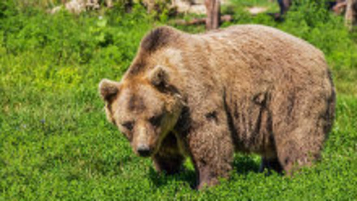 Situácia s medveďmi vo Vysokých Tatrách