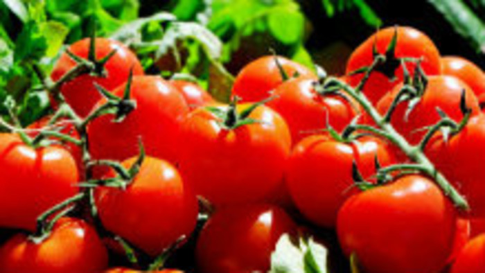 Na Slovensku sa rozmáha celoročné pestovanie paradajok