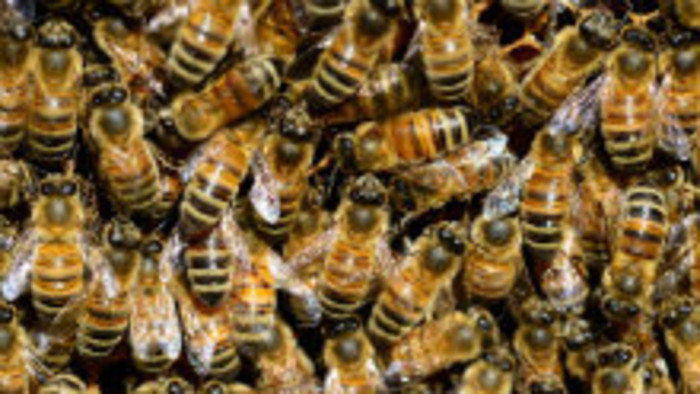 Príbeh na týždeň: Včely a včelári