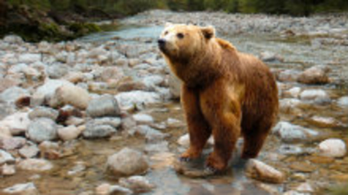 Glosa: Na medvede so sprejom?