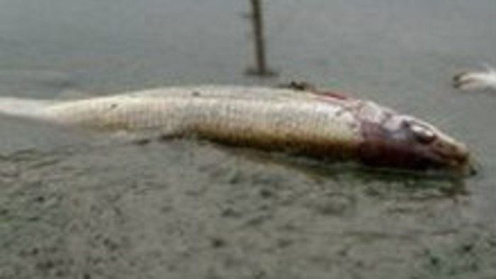 K veci: Malá vodná elektráreň na Hrone uväznila a zabila tisíce rýb 