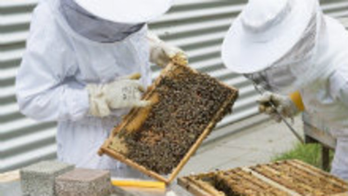 Včelári dostali rekordné dotácie