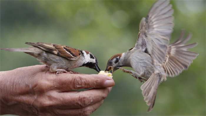 Celebrating International Bird Day in Slovakia