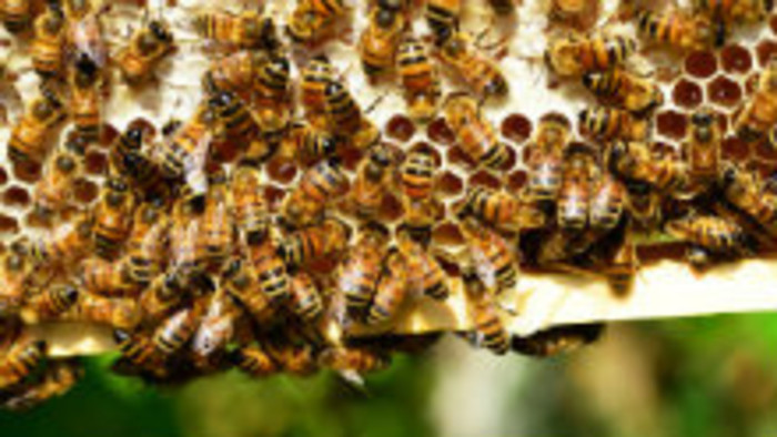 Tradičné včelárstvo