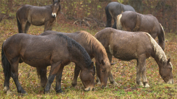 Se va a preservar la cría de la única raza de caballo norik de Muráň