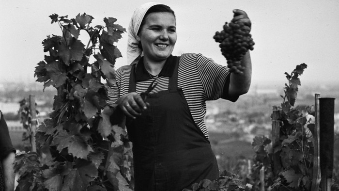 Rodostrom - O vinohradníctve na Slovensku