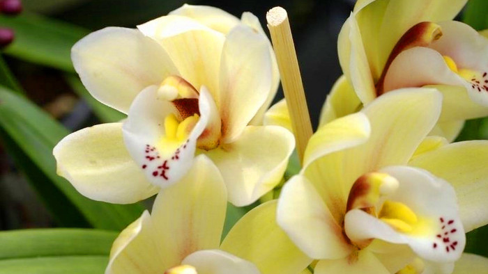 Výstava exotických orchideí