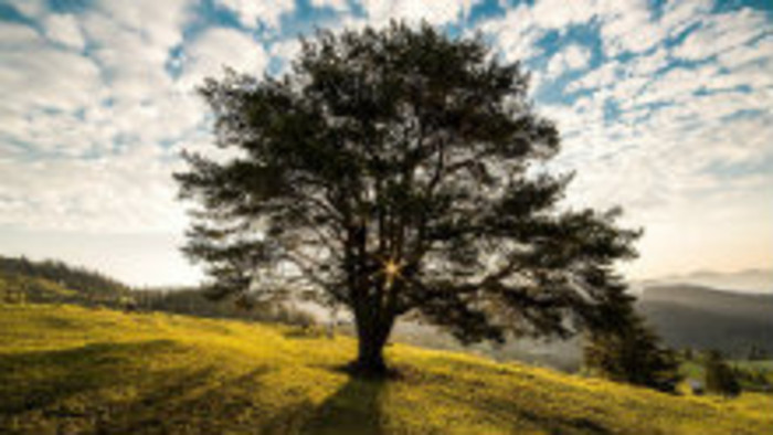 V korunách stromov: Náš postoj k stromom včera a dnes