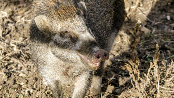 Erster Fall der Afrikanischen Schweinepest 