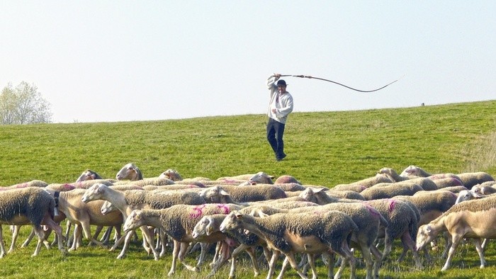 Klenotnica ľudovej hudby - Ovce moje, ovce