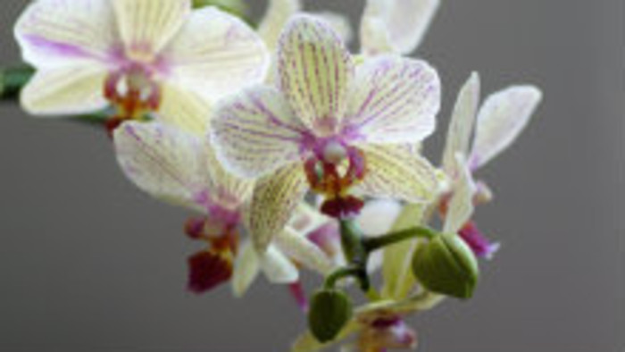 V Nitre je výstava orchideí