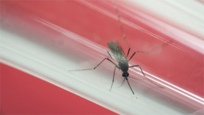 El peligroso mosquito tigre asiático registrado en Eslovaquia