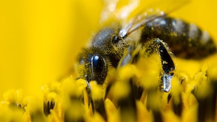 Včelárska sezóna