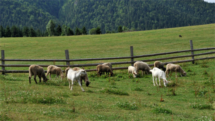 Celebrado el campeonato de esquilar ovejas en Liptovská Lúžna