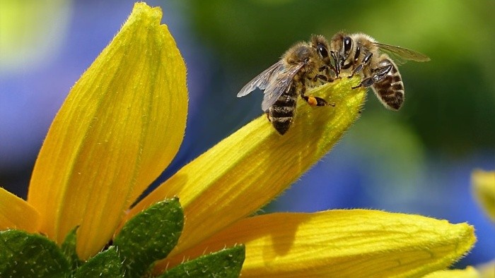 Prvý včelí med