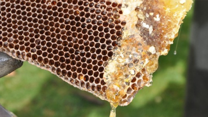 Eslovaquia necesita más apicultores