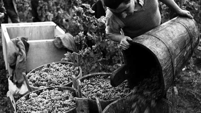 Z vinohradníckych tradícií: Vajnory, Horné Orešany, Ilok